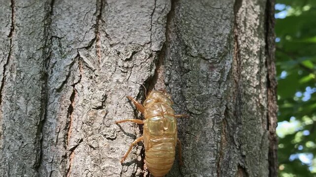 A Close-Up View of a Cicada Emerging from Its Shell on a Tree Bark, Showcasing the Intricate Details of Its Exoskeleton and Natural Habitat