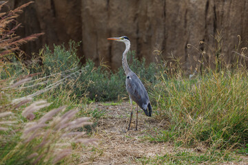 Fototapeta premium Grey Heron Standing in Wild Grassy Habitat