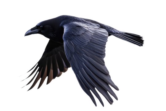 Black crow soaring gracefully against a clean white background, showcasing its magnificent wings in full flight while capturing an elegant moment of freedom