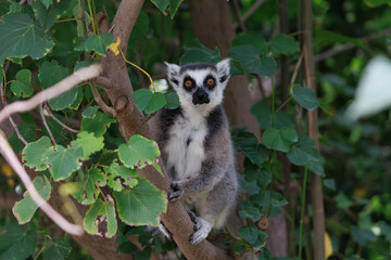 Ring-tailed Lemur Sitting Calmly in Tree Shade