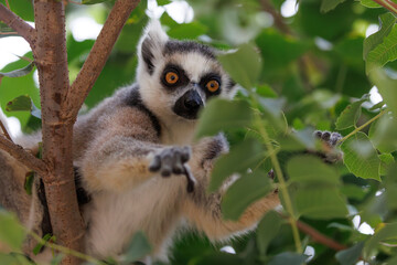 Fototapeta premium Ring-tailed Lemur Reaching Forward Through Leaves
