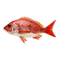 Fish png