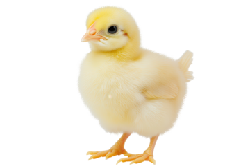 Baby chick standing on a transparent background, showcasing its fluffy yellow feathers and curious expression during early spring days on a farm