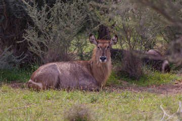 Resting Waterbuck in Grassy Thicket