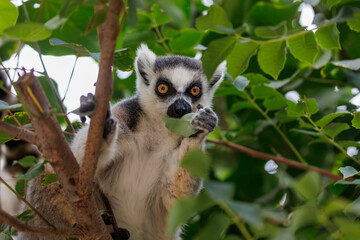 Ring-tailed Lemur Eating Leaf While Holding Branch