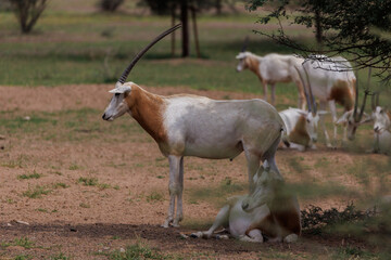 Scimitar-Horned Oryx Standing Over Calf