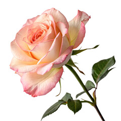 Fototapeta premium Peach and Pink Rose: Elegant Floral Blossom Close-Up Photography