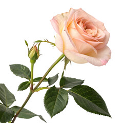 Fototapeta premium Peach Rose Bloom: Elegant Flower Photography
