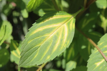 Mentha gentilis Mięta imbirowa liść © Perovskia