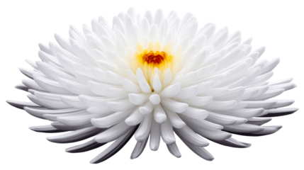 Close-up view of a white chrysanthemum flower with delicate petals and a vibrant yellow and orange center., cut out transparent