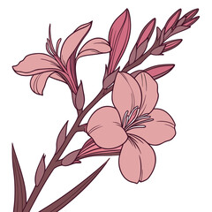 canna flower pink on white background 