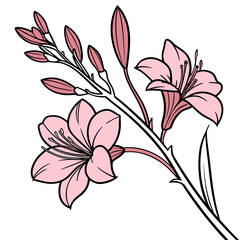 canna flower pink with leaf