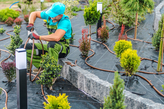 Gardener Installing Irrigation System in Landscaped Garden During Daytime - Powered by Adobe