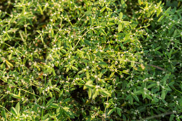 Close-up view of fresh green wild plants with small white flowers growing densely in nature. The image shows lush foliage and tiny blossoms under sunlight, representing wild herbs, natural greenery