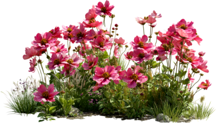 Abundant pink cosmos flowers blooming with lush green foliage, cut out transparent