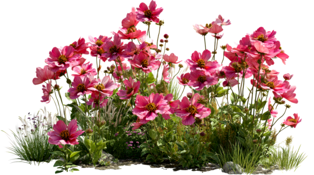 Abundant pink cosmos flowers blooming with lush green foliage, cut out transparent
