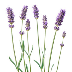 Naklejka premium Beautiful lavender stalks with delicate purple blooms isolated on a transparent background