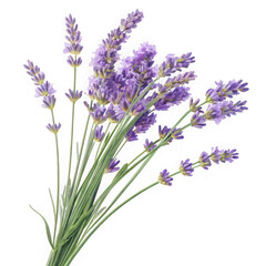 Obraz premium Close-up of a lush bunch of fragrant purple lavender flowers against a deeply contrasting background transparent background