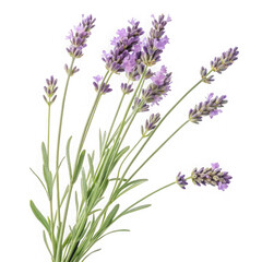 Naklejka premium Close-up view of delicate purple lavender flower stems and blooms in natural light transparent background