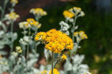 Close-up of a yellow Dusty Miller (Jacobaea maritima) flower in spring.