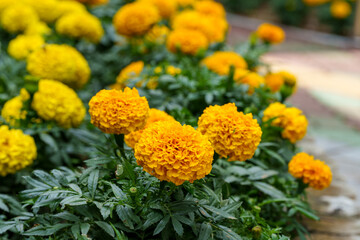 Close-up photo of yellow marigold flowers in full bloom in spring.