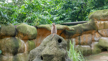 meerkat