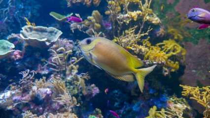 fish in aquarium