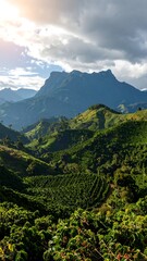 Lush green coffee plantations nestled in a mountainous landscape