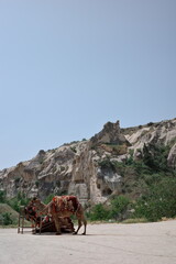 Decorated camel with traditional saddle stands before rocky cliffs in Cappadocia.