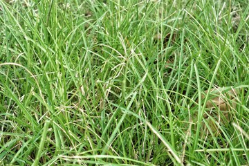 Lush Green Grass Close-Up