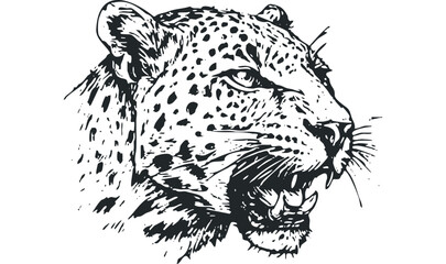 Leopard Roaring with Spots on Transparent Background. Vector hand drawn illustration