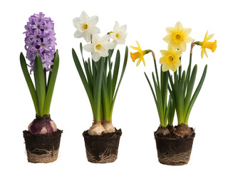 Potted Hyacinths and Daffodils on transparent background