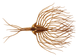 Detailed Close-up of a Plant's Root System Against a White Background isolated on transparent background