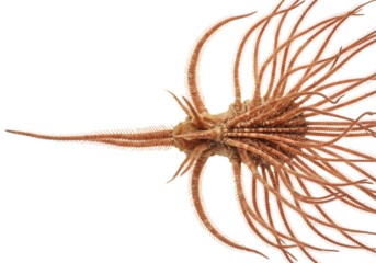 Detailed Close-up of a Brittle Star Specimen isolated on transparent background