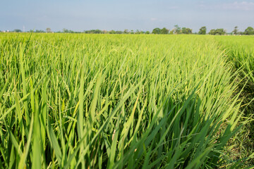 Beautiful view of a green rice field under clear sky. The lush paddy plants sway in the wind, creating a refreshing rural landscape. This image represents agriculture, organic farming.