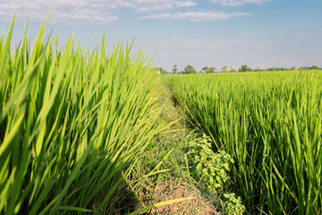 Beautiful view of a green rice field under clear sky. The lush paddy plants sway in the wind, creating a refreshing rural landscape. This image represents agriculture, organic farming.