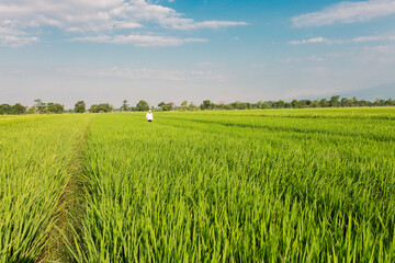 A farmer walks through a lush green rice field while carrying a large sack on his shoulder. The vast paddy field stretches under a bright blue sky with scattered clouds, symbolizing rural life,
