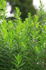 Lush Greenery of Fresh Tea Tree Leaves in a Natural Outdoor Setting