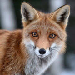 Close-up of a red fox with focus on face and fur detail.