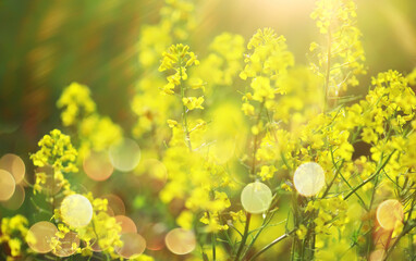  field in sunlight with flowers and plants summer