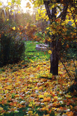 Beautiful autumn park. Russian North. Autumn trees and leaves. Autumn Landscape.Park in Autumn. Forest in Autumn.