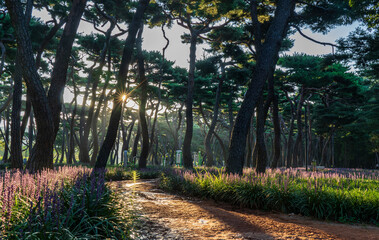 Purple Liriope muscari flowers filling the pine forest of Hwangseong Park in Gyeongju, South Korea on a late summer morning

