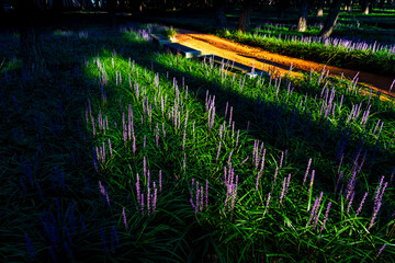 Purple Liriope muscari flowers filling the pine forest of Hwangseong Park in Gyeongju, South Korea on a late summer morning

