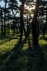 Purple Liriope muscari flowers filling the pine forest of Hwangseong Park in Gyeongju, South Korea on a late summer morning

