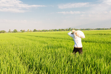 A farmer walks through a lush green rice field while carrying a large sack on his shoulder. The vast paddy field stretches under a bright blue sky with scattered clouds, symbolizing rural life,