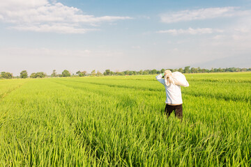 A farmer walks through a lush green rice field while carrying a large sack on his shoulder. The vast paddy field stretches under a bright blue sky with scattered clouds, symbolizing rural life,