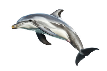 Dolphin swimming gracefully in clear waters, isolated on a white background, showcasing its sleek body and distinct features for artistic use