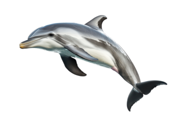 Dolphin swimming gracefully in clear waters, isolated on a white background, showcasing its sleek body and distinct features for artistic use