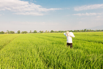 A farmer walks through a lush green rice field while carrying a large sack on his shoulder. The vast paddy field stretches under a bright blue sky with scattered clouds, symbolizing rural life,