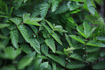 Vibrant Green Foliage of Lush Plant Bush in Natural Garden Setting